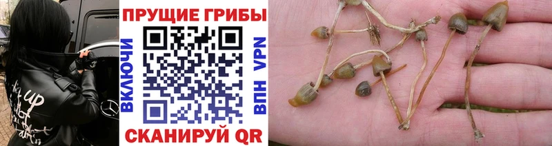Псилоцибиновые грибы Cubensis  Сретенск 